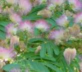 Image result for Albizia schimperiana