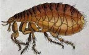 Is a legal entity registered under the law of state nevada. Guardian Pest Control Seattle Wa Alignable