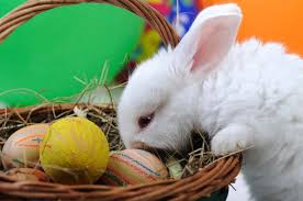 Isperezhivalsya conejo antes de la pascua de manera que incluso se olvidó de cómo los niños están esperando por el conejo de pascua. Cuento Del Conejito De Pascua Vix