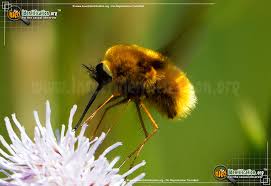 Only female bumblebees (queens and. Black Tailed Bee Fly