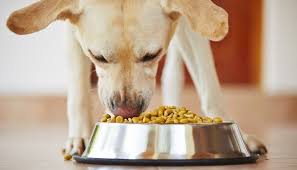 Most cheap dog foods are doing their best to offer the bare minimum in the way of nutrition. Top 10 Cheap Dog Foods Of 2020 Buying Guide Review