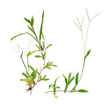 Image result for Paspalum conjugatum