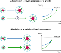 Check spelling or type a new query. 2 Time Or Growth Modulation To Control Size Size Control Requires Download Scientific Diagram