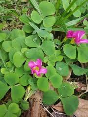 Image result for Gymnosporia tenuispina