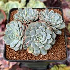 Image result for Humularia minima