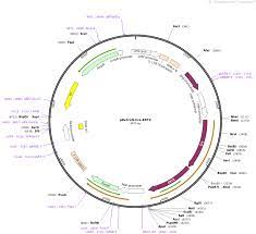 The creer t2 mouse was developed by artemis pharmaceuticals (now taconic). Addgene Pretroq Cre Ert2