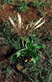 Image result for Crinum aurantiacum