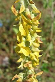 Image result for Crotalaria oocarpa