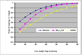 Breeding From Ewe Lambs The Factors Affecting Performance