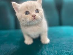Scottish Fold Kategorisi Kedi Satis
