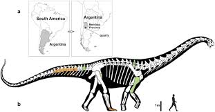 Argentinosaurus huinculensis is a genus of giant sauropod dinosaur that lived during the late cretaceous period in what is now argentina. A Gigantic New Dinosaur From Argentina And The Evolution Of The Sauropod Hind Foot Scientific Reports