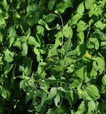 Image result for Bidens biternata