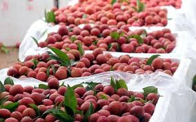 Đề nghị các hãng hàng không hỗ trợ vận chuyển vải thiều Bắc Giang vào phía  Nam