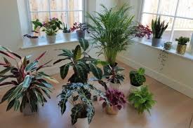 Choosing indoor plant pots can feel overwhelming. What Pots To Use For Indoor Plants Types Size Drainage Smart Garden Guide