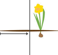 I planted golden ducat thinking it would be a nice change from all the regular trumpet. Daffodil Narcissus Golden Ducat Longfield Gardens