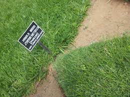 Zebra fibrillated artificial grass carpet 50mm 55mm. Zoysia Matrella Wikipedia
