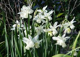 Native new zealand shrub or small tree up to 5 m in height. Rachel Callaghan Landscape Architect Nz White Daffodils