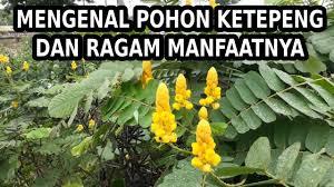 Doun penh or daun penh (khmer: Mengenal Pohon Ketepeng Beserta Ragam Manfaatnya Youtube