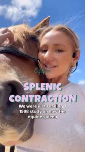 Treating Ulcers in Horses: What You Need to Know