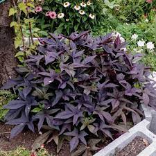 Purple sweet potato vine flower. Blackie Ipomoea Plants For Sale Sweet Potato Vine Free Shipping