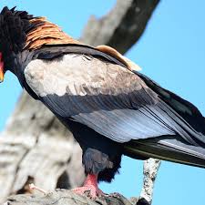 Alphabetize list is a free online tool that puts any list in alphabetical order. Complete Eagle Species List