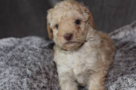 Our mini goldendoodle puppies for sale in north carolina are bred for size! River Valley Goldendoodles Puppy Breeder In Ny Near Pa Near Nyc Mini Goldendoodle Puppies Goldendoodle Goldendoodle Puppy