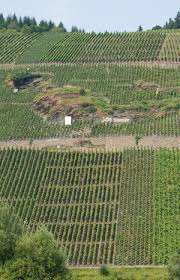 We did not find results for: Braunerberger Juffer And Juffer Sonnenuhr Winery Max Ferd Richter