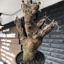 Image result for Xerophyta trichophylla