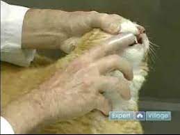How To Brush Cat Teeth And Gums In This Free Feline Dental Health Video Expert Dr Greg Mcdonald Bio Dr Gr Cat Dental Health Pet Dental Care Teeth Care