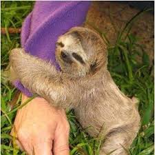 My Dream Is To Pick Up A Baby Sloth And Hug It And Kiss It And Snuggle With It And Love It Cute Baby Sloths Animals Beautiful Sloth