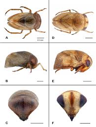 Image result for Nesaea pygmaea