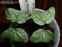 Image result for Ipomoea parasitica