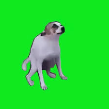 Top 30 Brasil Dog Gifs Find The Best Gif On Gfycat