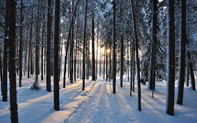 Winter Tree Wallpapers Top Free Winter Tree Backgrounds Wallpaperaccess Frozen ground is covered with snowdrifts. winter tree wallpapers top free