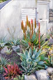 Image result for Aloe ribauensis