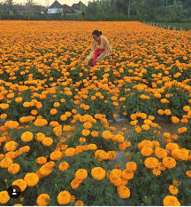 Disana terdapat hamparan bunga gemitir atau bunga marigold berwarna jingga yang akan membuat foto kamu semakin menarik. Belok Village Bali Marigold Farm Is New Destination Marigold Is Obe Of The Most Important For Offering In Bali From Simple Offer Bali Bali Indonesia Indonesia
