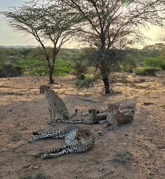 On the Hunt: The Effort to Track the Illegal Cheetah Trade