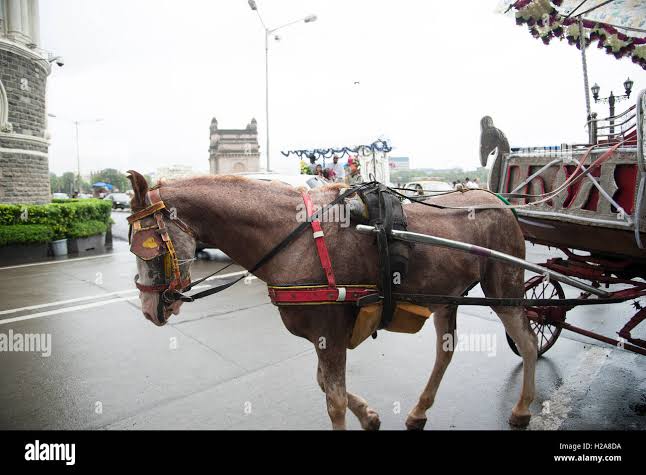 Horse cart ride at Gateway of India Bombay Mumbai Maharashtra India Stock Photo - Alamy