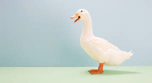Rever D Un Animal Quelles Significations