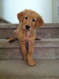 Look at pictures of golden retriever puppies who need a home. Pin By Ruth Hamm On Puppies More Puppies Cute Dogs Retriever Puppy