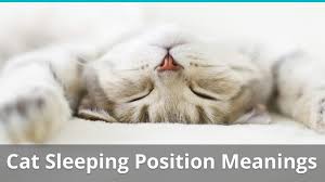 On other nights, reward the cat with a head scritch or another enjoyable activity. Cat Sleeping Position Meanings What Does Belly Up Or Curled Up Mean