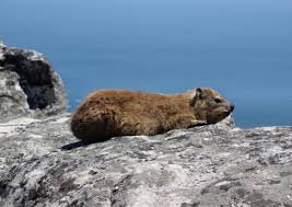 Hyraxes, also called dassies, are small, thickset, herbivorous mammals in the order hyracoidea. Rock Hyrax