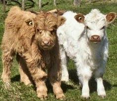 On today i read about a rare, miniature panda cow: 20 Miniature Cows Ideas Miniature Cows Mini Cows Miniature Cattle