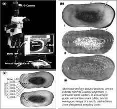 From wikimedia commons, the free media repository. Methods For Sampling Sequential Annual Bone Growth Layers For Stable Isotope Analysis Turner Tomaszewicz 2016 Methods In Ecology And Evolution Wiley Online Library