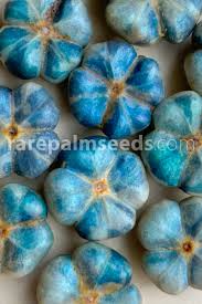 Image result for Margaritaria