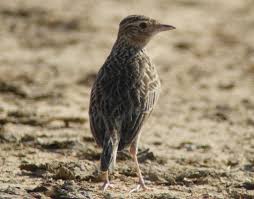 Image result for Alafia orientalis