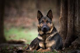 Find german shepherd in dogs & puppies for rehoming | find dogs and puppies locally for sale or adoption in ontario : Middle Tennessee German Shepherd Rescue