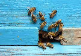 Bees have an indispensable role in nature that hearts pest management respects. Bee Aware Humane Bee Removal Helps Us All Pest Control India