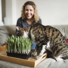 Totally safe for your cat, and unlikely to be damaged by rough treatment. Houseplants That Are Safe For Cats To Eat Popsugar Family