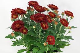 Image result for Chrysanthellum indicum